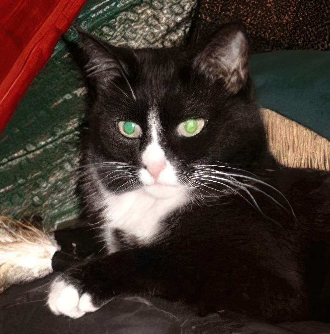 A black and white cat with green eyes