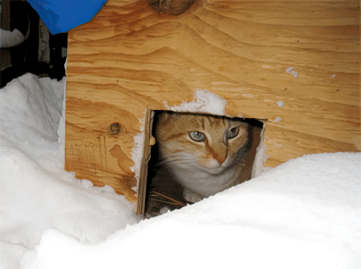 A cat looking out of a hole in a wood box