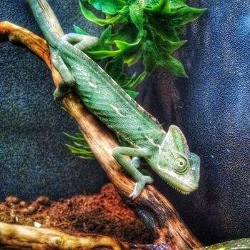a green lizard on a stick