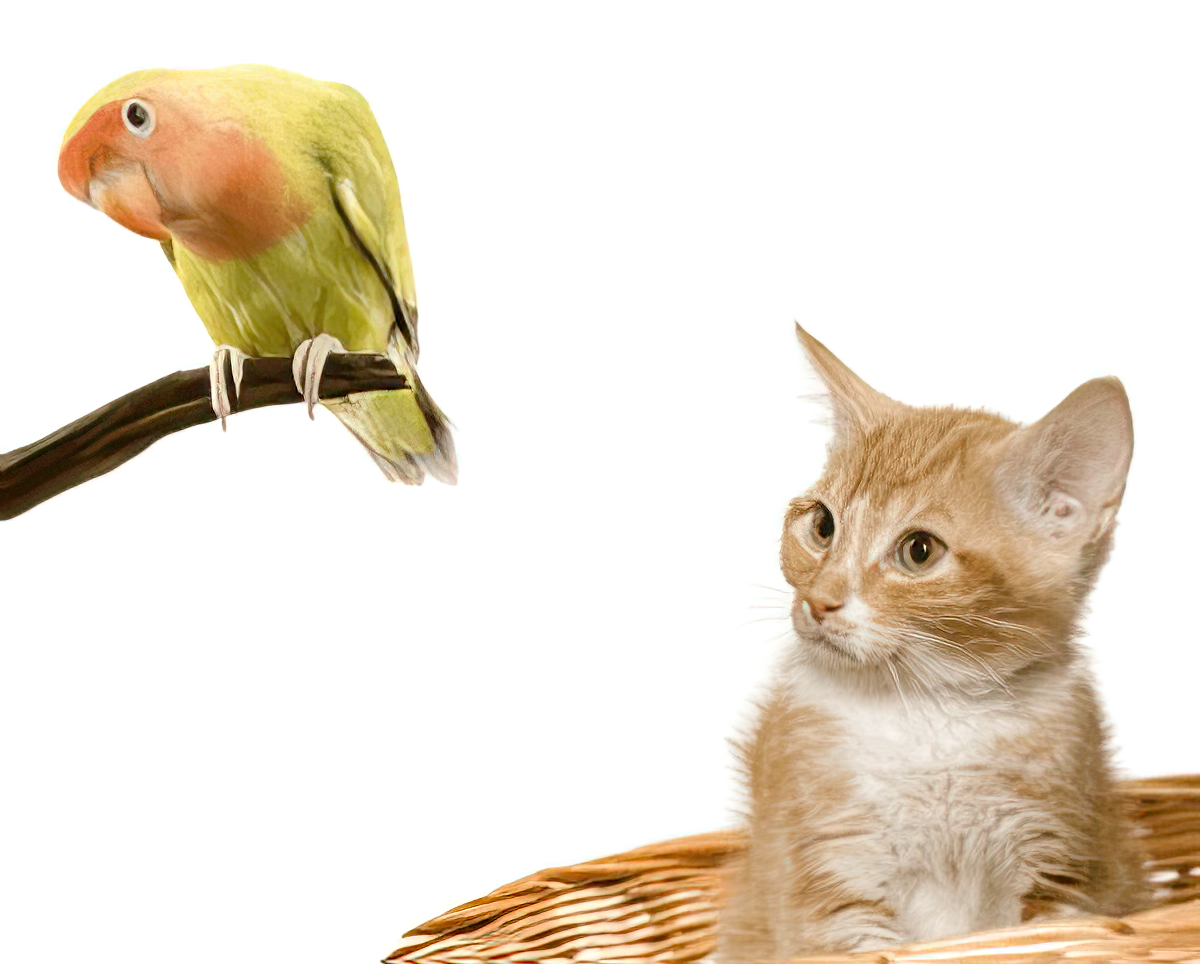 A bird sitting on a branch next to a cat