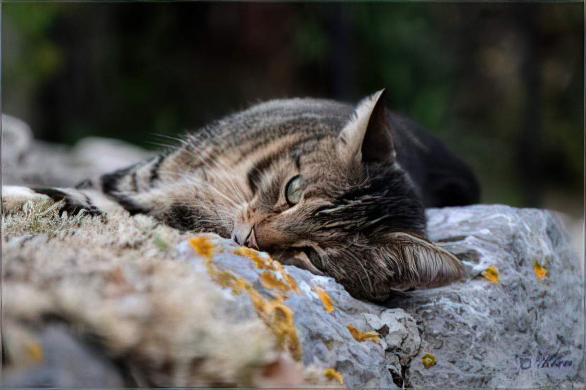 A cat lying on a rock