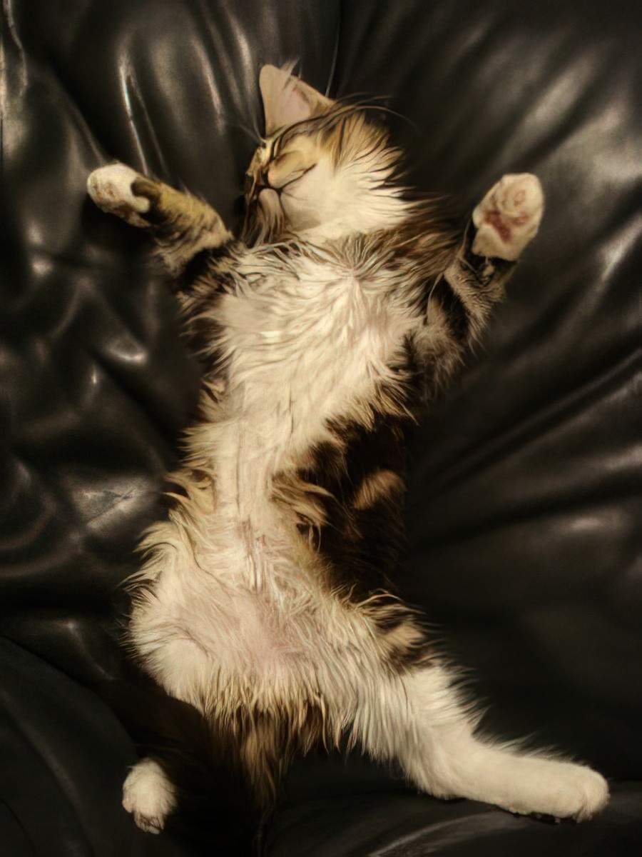 A cat lying on its back on a leather couch