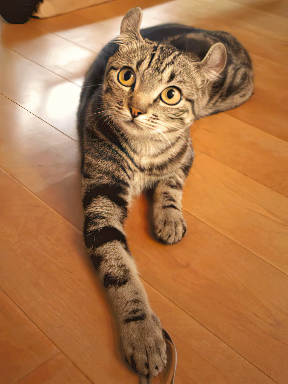 A cat lying on the floor looking up