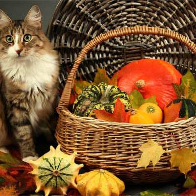 Thanksgiving safety for your cat