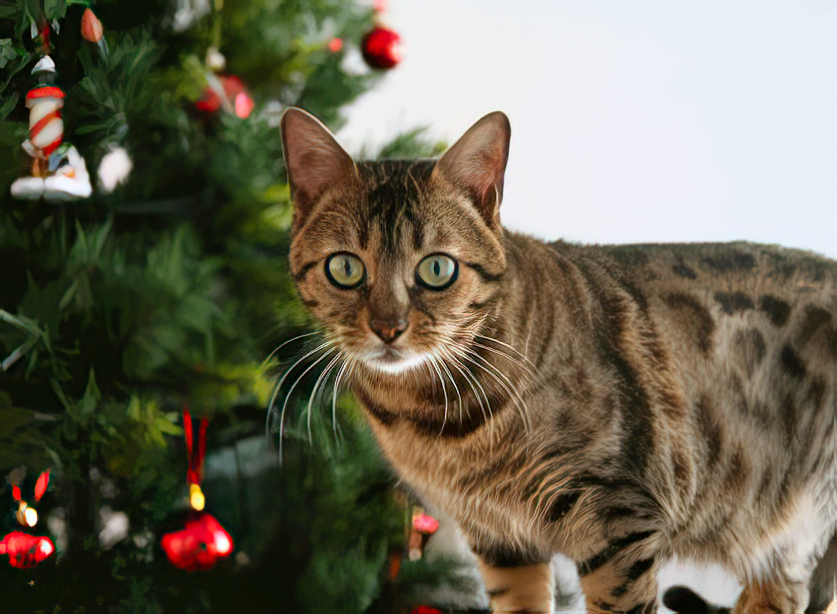 A cat standing in front of a Christmas tree