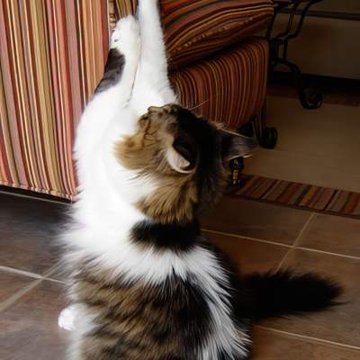 The Most Frustrating Feline Behaviors – Solved