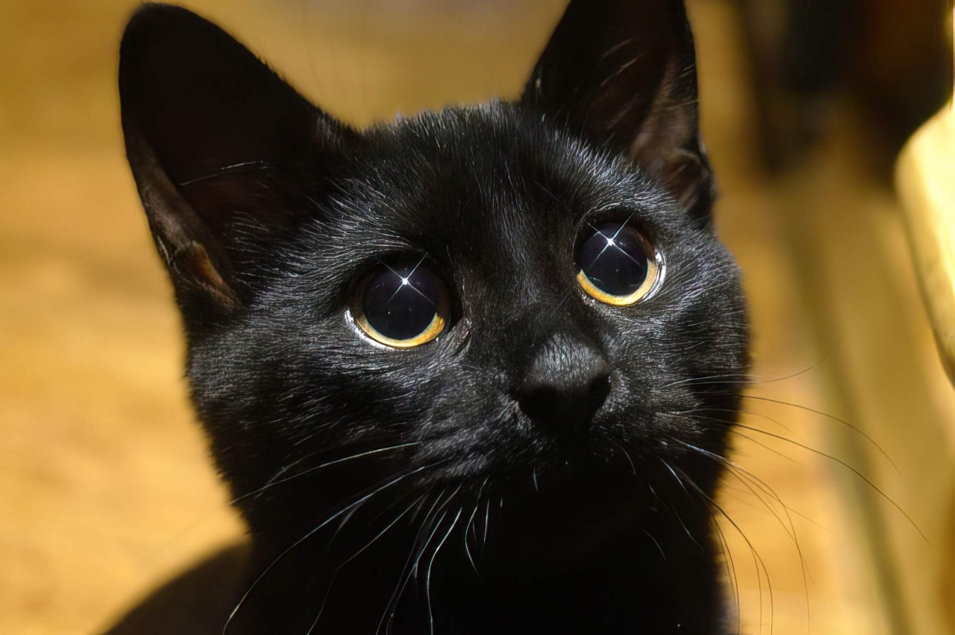 A close-up of a black cat with sparkling eyes