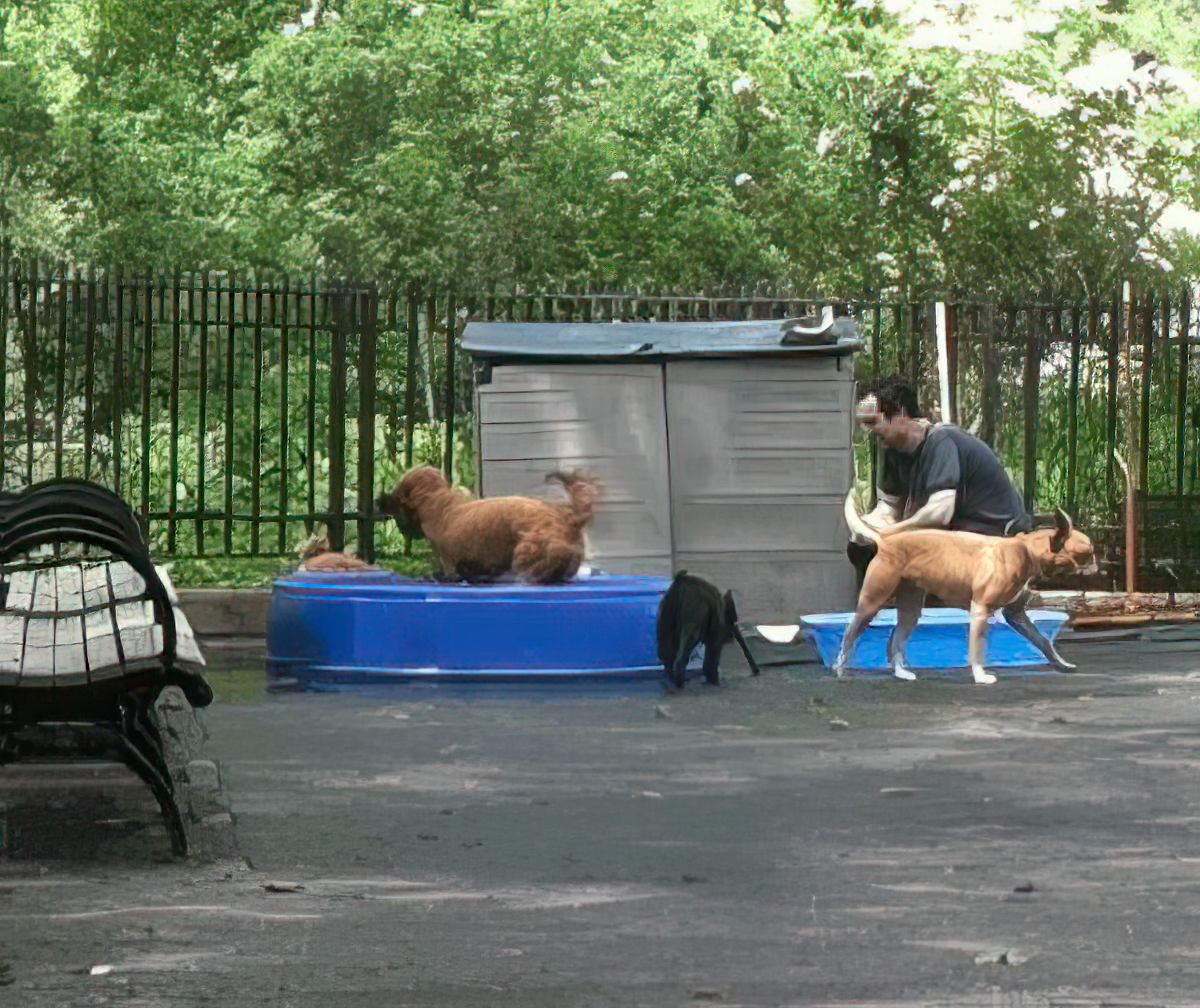 A group of dogs playing in a pool