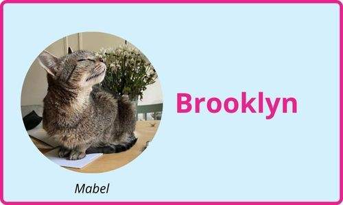 Brooklyn cat sitting services