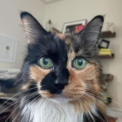 Cat Boarding - Photo of Cat