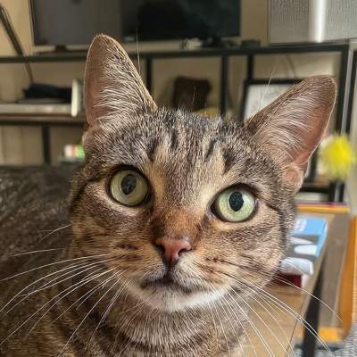 Cat Sitting - Photo of Cat
