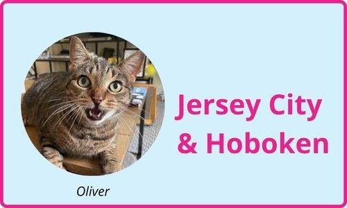Jersey City & Hoboken cat sitting services