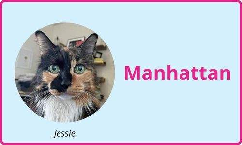 Manhattan cat sitting services