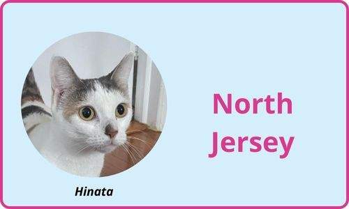 North Jersey Pet sitters