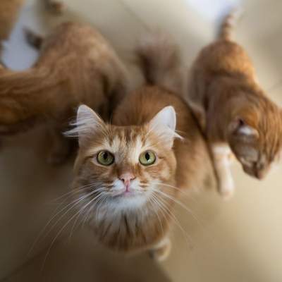 Feline’s Pride expands cat food recall