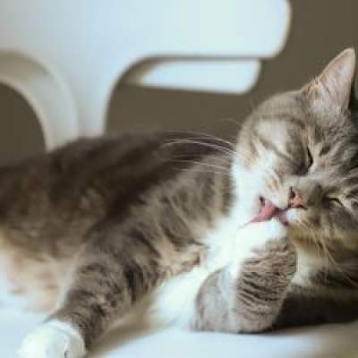 What is Over-Grooming in Cats?