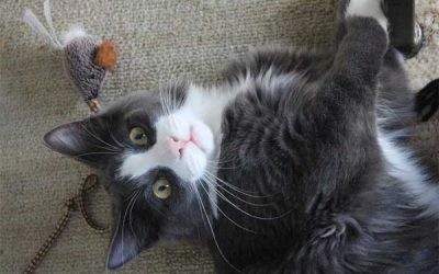 a gray and white kitten