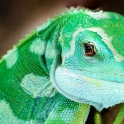 How do I know if my gecko is happy?