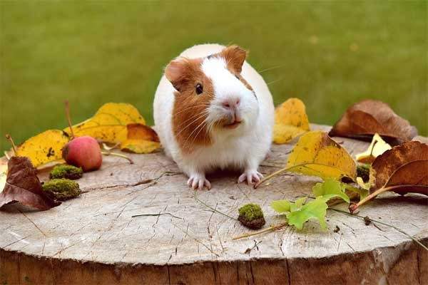 a white and brown guinea pig